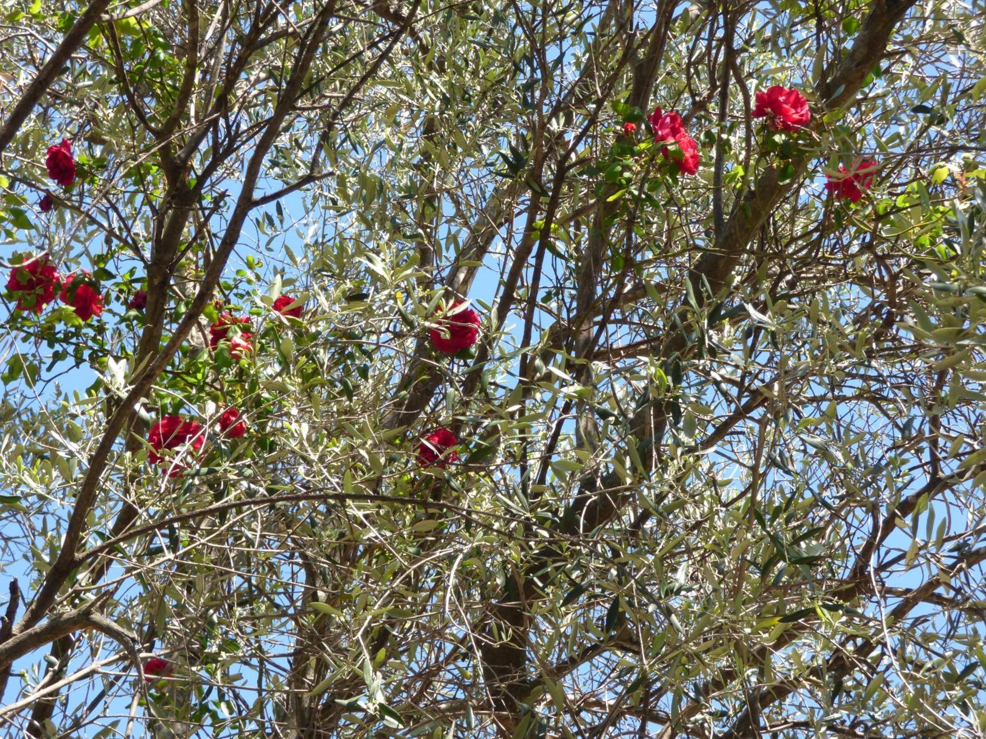 Apartment Cezanne With Heated Pool And Private Garden Chateauneuf-Grasse ภายนอก รูปภาพ