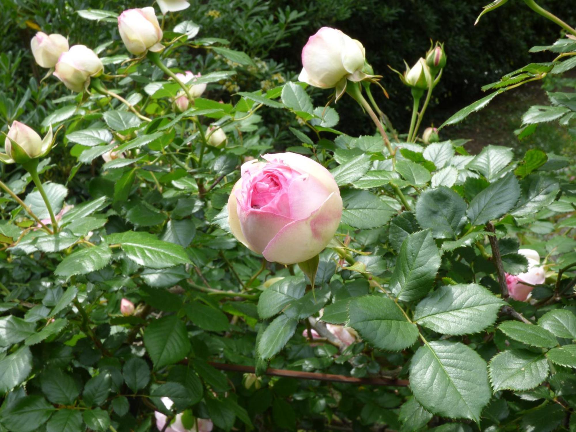 Apartment Cezanne With Heated Pool And Private Garden Chateauneuf-Grasse ภายนอก รูปภาพ